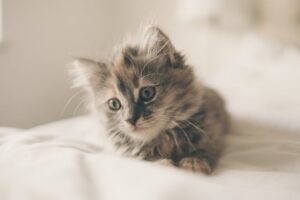 un chat mignon et seul